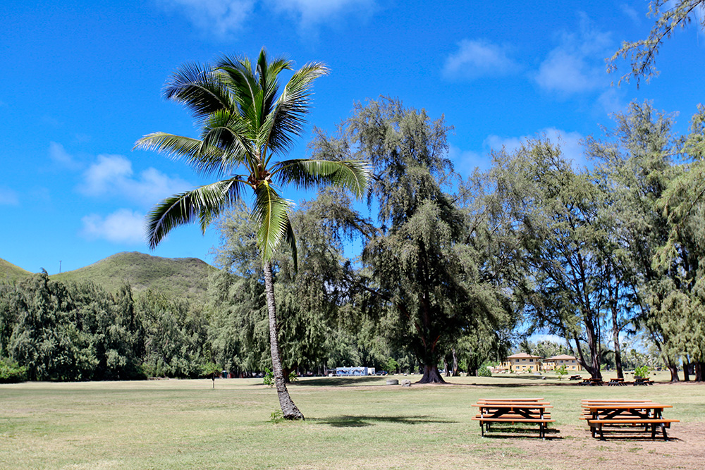 a palm tree in a park