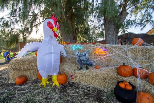 a chicken custom on Halloween 