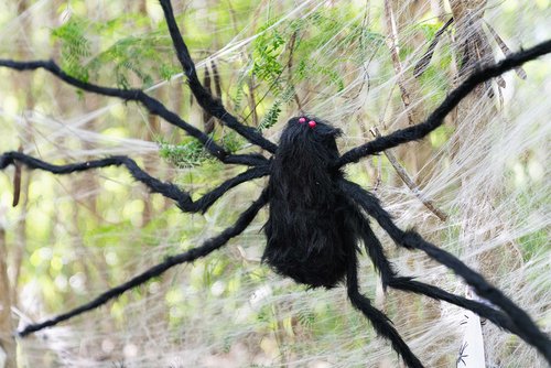 a black spider in web