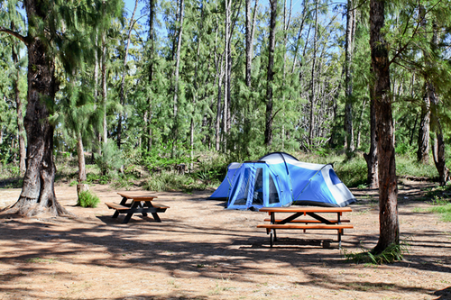 a tent and picnic table in a forest