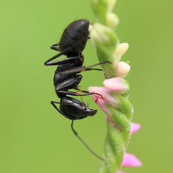 a black ant on a flower<br />
