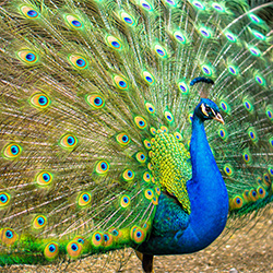 a blue peacock