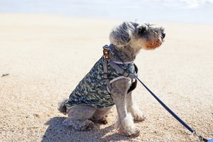 a dog at the beach