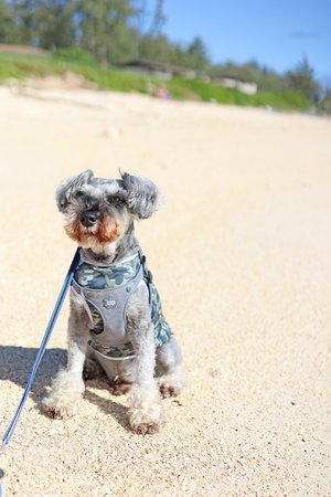 a dog at the beach