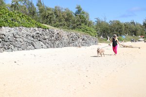 a person walking a dog on a beach<br />
