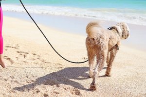 a dog walking at the beach