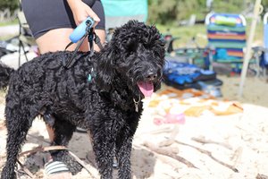 a dog walking at the beach