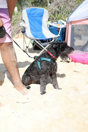 a dog sitting in the sand