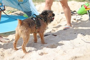 a person walking a dog on a leash<br />
