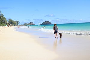 a person walking a dog on a beach<br />
