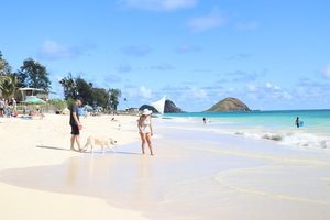 person walking at the beach with her dog<br />
