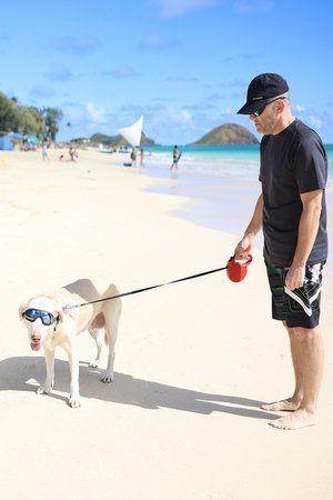 a person walking a dog on a leash<br />
