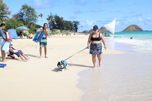 a person walking a dog on a leash<br />
