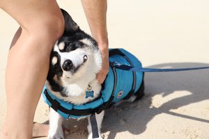 a person walking a dog on a leash<br />
