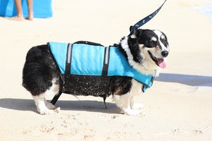 a dog walking at the beach