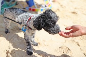 dog walking at the beach