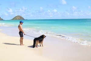 a person walking dogs on a beach<br />
