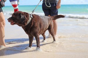 a dog walking at the beach