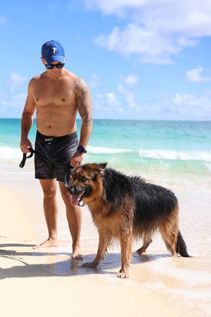 a person walking dogs on a beach<br />
