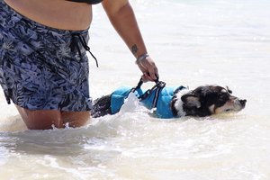 a person walking dogs on a beach<br />
