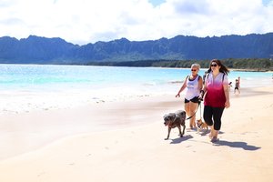 a person walking dogs on a beach<br />
