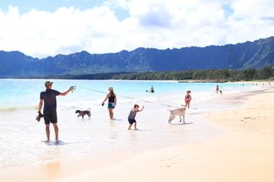 a person walking dogs on a beach<br />
