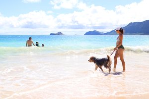 a person walking dogs on a beach<br />
