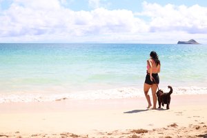 a person walking with her dog at the beach<br />
