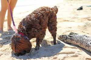 dog walking at the beach