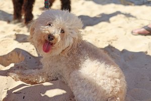 a dog sitting on sand with a person's legs</p>
<p>