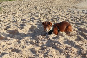 dog lying on the sand