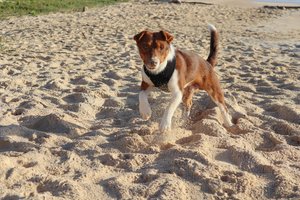 dog running at the sand