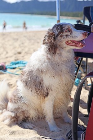 a dog at the beach