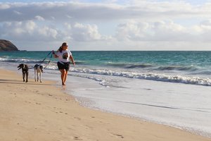 a person walking dogs on a beach<br />
