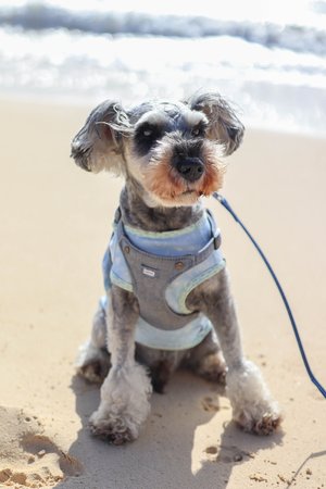 a dog on a leash on a beach<br />
