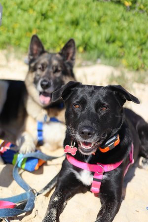 dogs at the beach