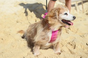 dog sitting on the sand 