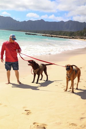 a person walking with his dog by the beach 