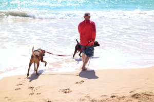 a person walking a dog in the water<br />
