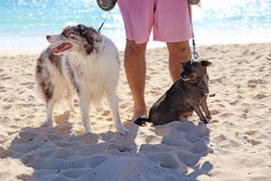 dogs at the beach