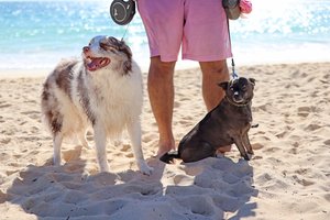 dogs at the beach