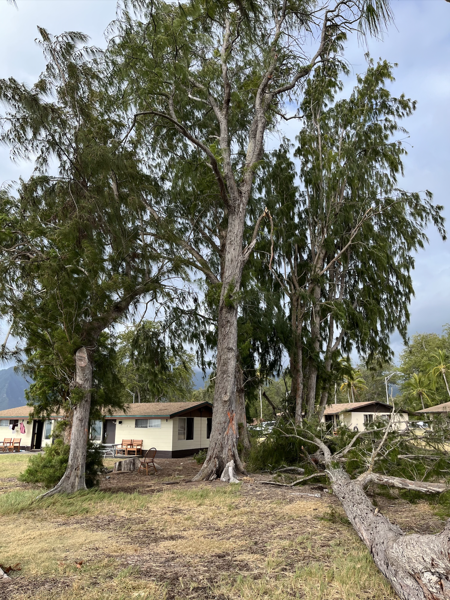 an image of a house in the woods