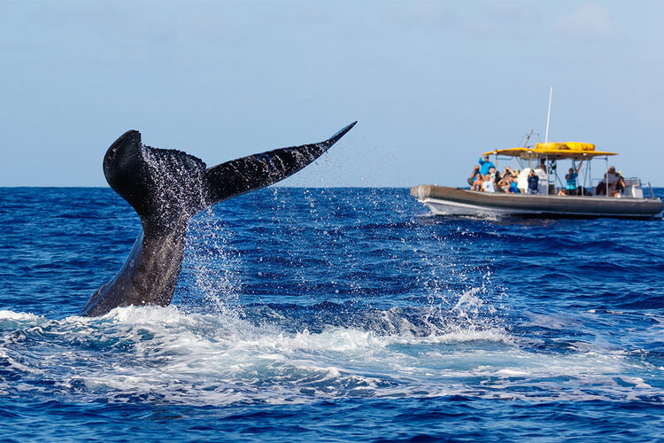 a whale tail in the water