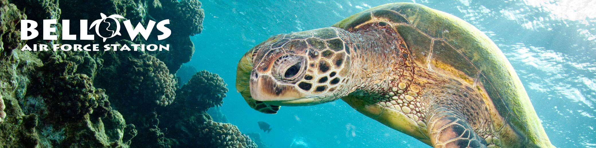 a turtle swimming in the water