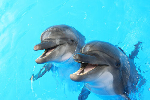 two dolphins swimming in blue water