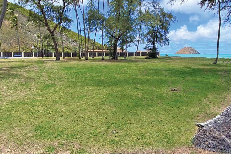 a grassy area with trees and a body of water