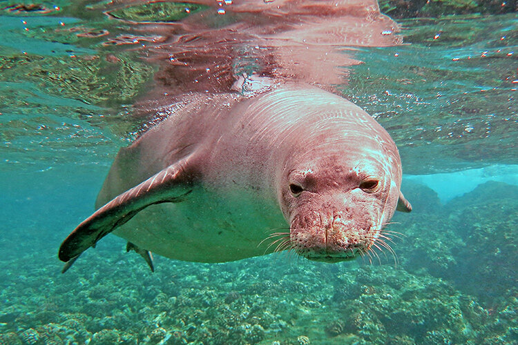 a seal swimming in the water