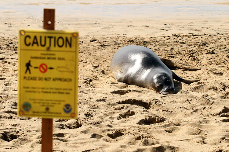 a seal lying on the sand