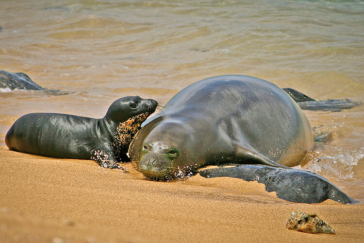 a seal and its baby on the beach