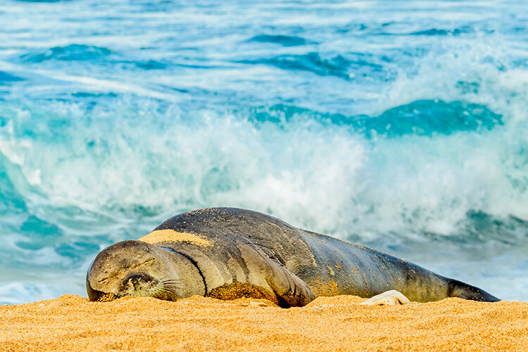 a seal lying on the beach